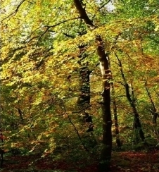 নতুন পণ্য: Hydroxypropyl tetrahydropyran triol (তেল দ্রবণীয়)